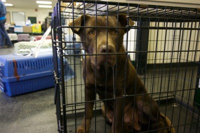 Mocha – Not everyone makes a ruckus. Mocha just chilled out and drooled in anticipation of the day to come.