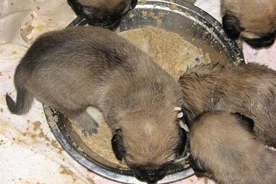 Feeding The Mother Dog And Her Litter Canadian Animal Assistance Team