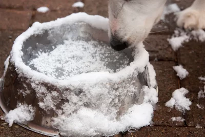 Keeping Your Dog’s Water from Freezing Outside in Winter